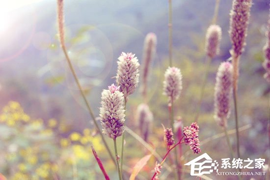 PS调色教程:调出小清新植物图片
