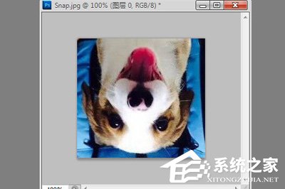 PhotoShop怎么旋转图片?PhotoShop旋转图片的方法
