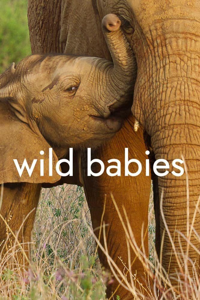 Wild.Babies.S01 野生动物宝宝11.jpg