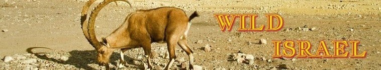 Wild.Israel.S01 野性以色列2.jpg