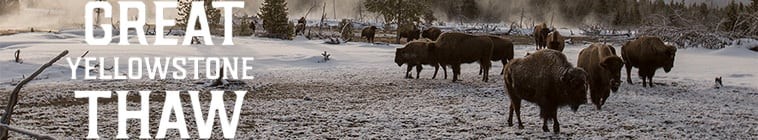 Great.Yellowstone.Thaw.S01 黄石大消融2.jpg