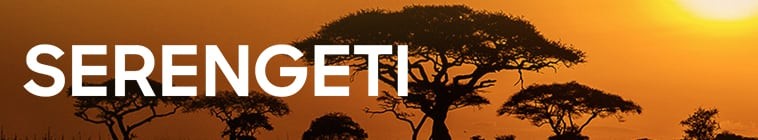 Serengeti.S02 塞伦盖蒂2.jpg