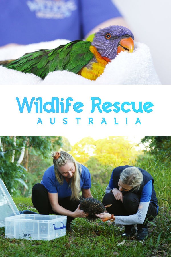 Wildlife.Rescue.Australia.S01 1.jpg