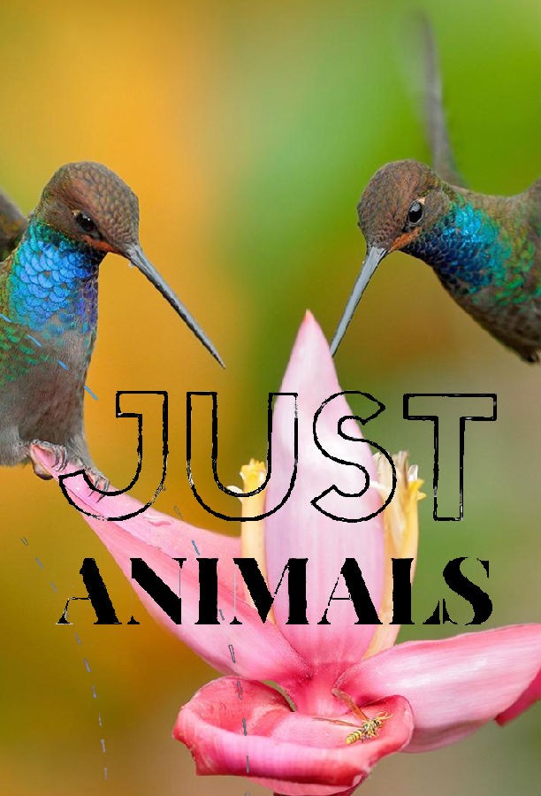 Just.Animals.S01 1.png