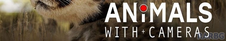 Animals.With.Cameras.S02 假如动物会摄影2.jpg