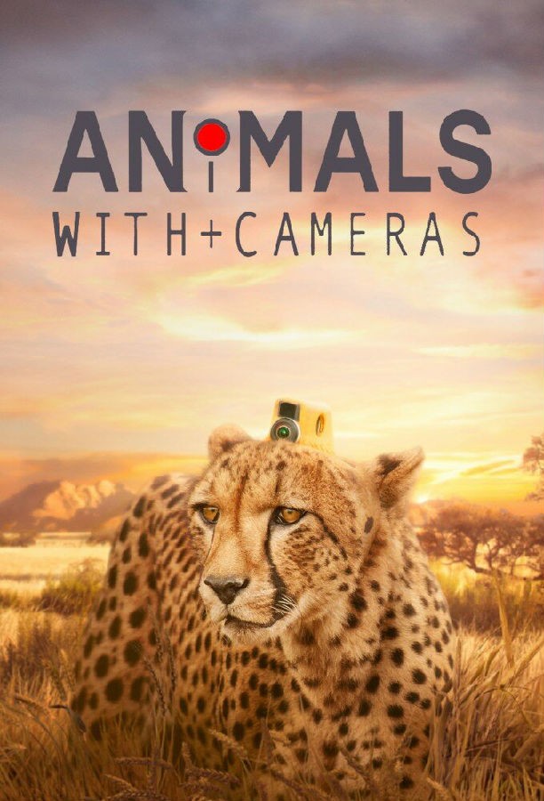 Animals.With.Cameras.S02 假如动物会摄影1.jpg