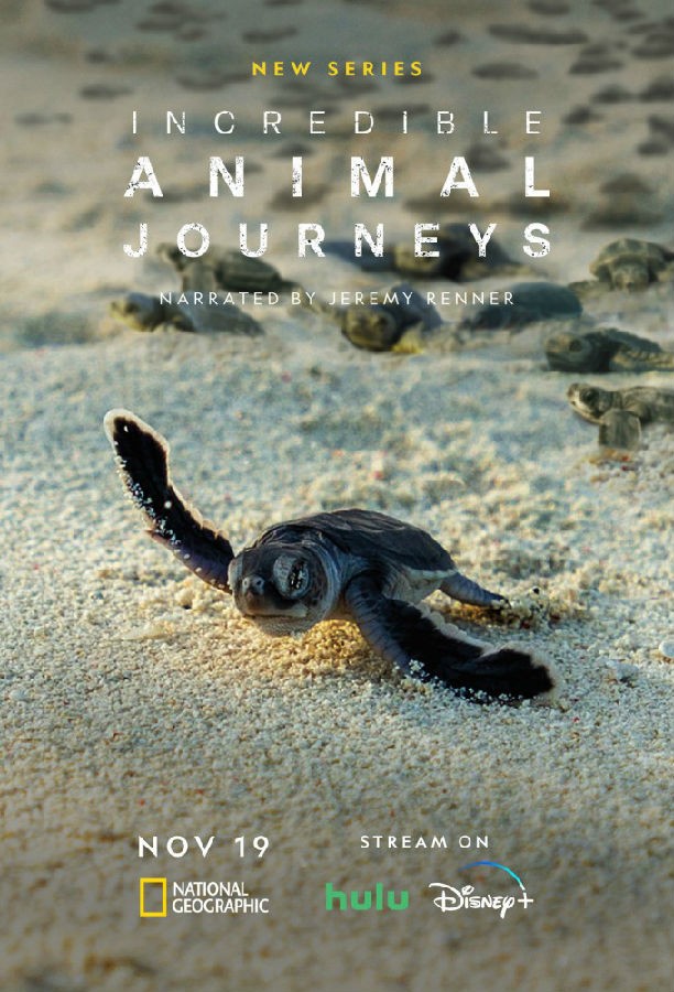 不可思议的动物之旅 Incredible Animal Journeys 1.jpg