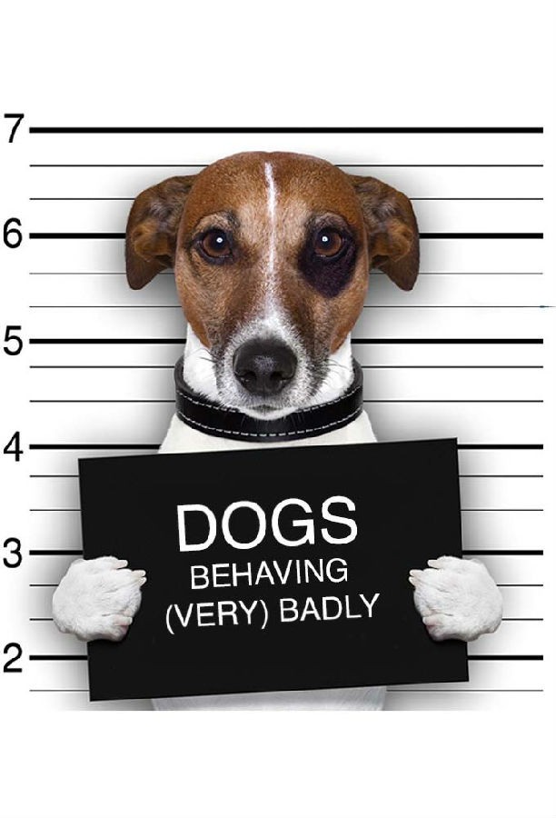 Dogs.Behaving.Badly.S06 狗的行为1.jpg