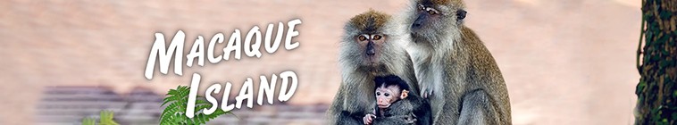 Macaque.Island.Series.1 猕猴岛2.jpg