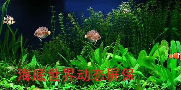 海底世界动态屏保截图
