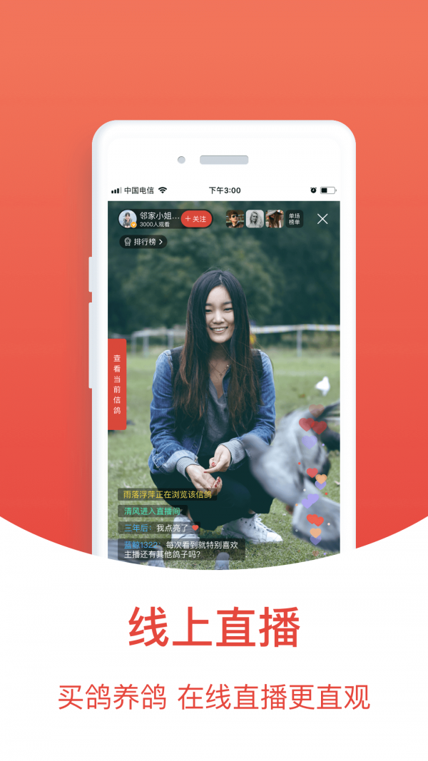赛鸽头条截图