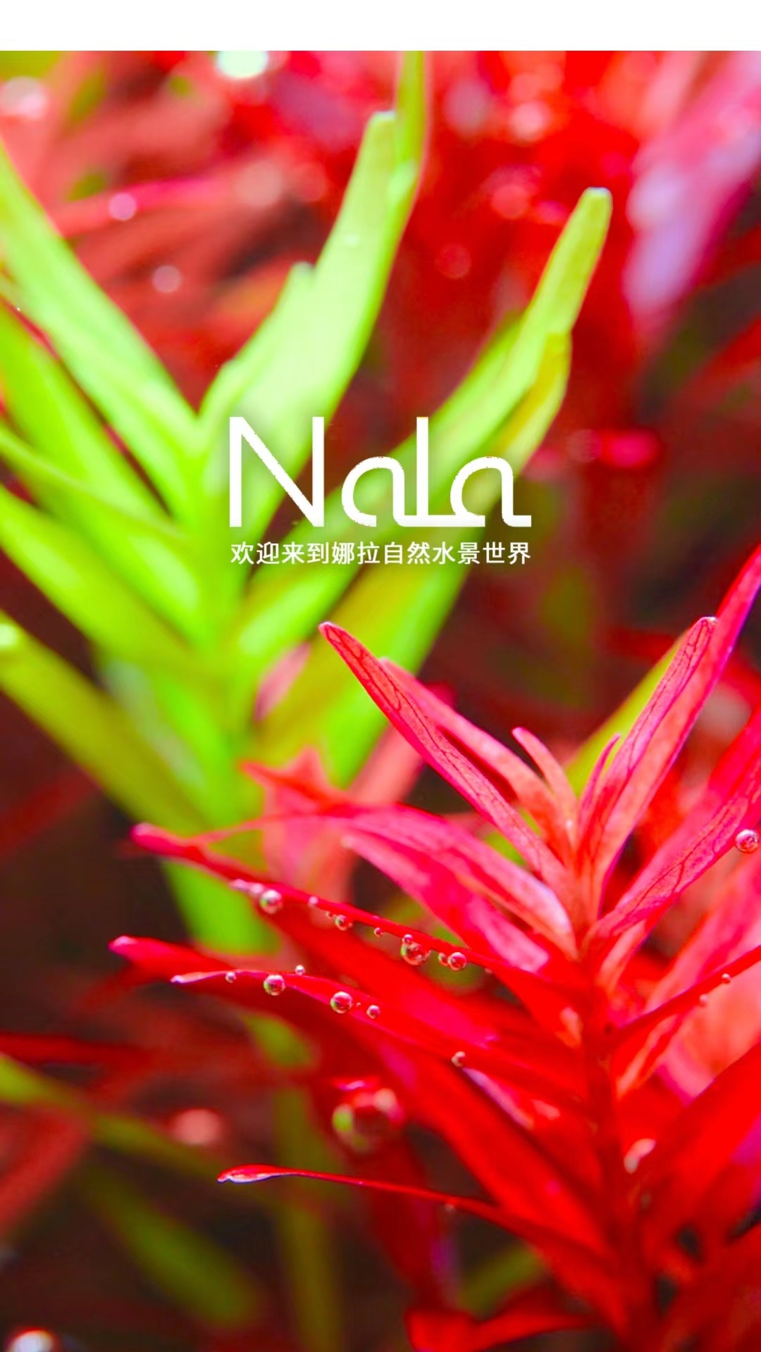娜拉 娜拉截图